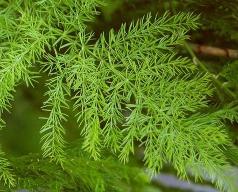 GROW TALL ASPARAGUS RACEMOSUS