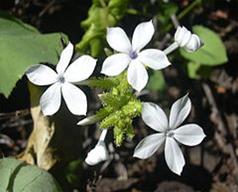 grow tall Plumbago Zeylanica