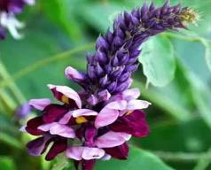 grow tall Pueraria Tuberosa