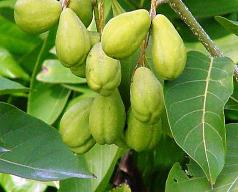 grow tall Terminalia Chebula